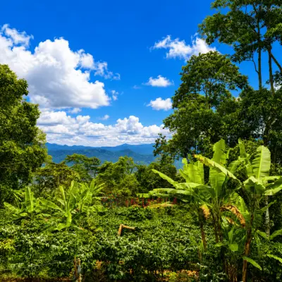 Permuto Finca con Montaña Cultivos y Casa en Mesitas del Colegio - foto 12