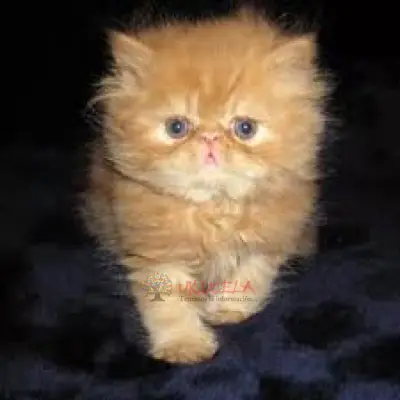 Gatos Persa Disponibles y Hermosos