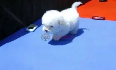 CACHORROS FRENCH POODLE MINI TOY ENANOS