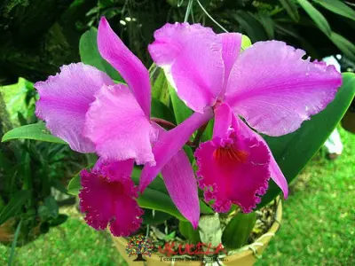 ORQUIDEAS EN PELIGRO