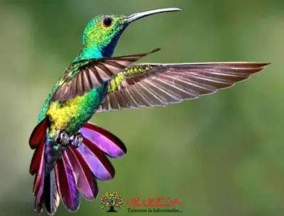 COLIBRÍES EN EXTINCIÓN