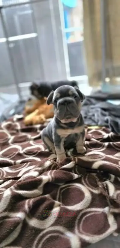 Bulldog francés