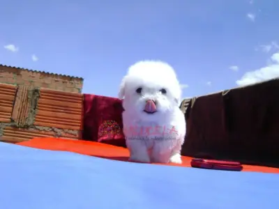FRENCH POODLE MINI TOYS ENANITOSSS DE LO MAS PEQUEÑOS CON CERTIFICACION EXCLUSIV