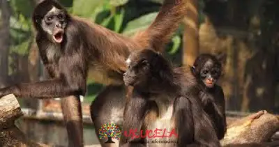 MONO ARAÑA