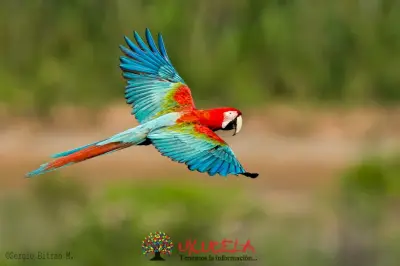GUACAMAYAS EN PELIGRO