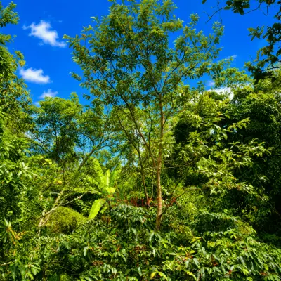 Permuto Finca con Montaña Cultivos y Casa en Mesitas del Colegio - foto 11