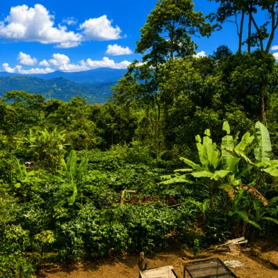 Permuto Finca con Montaña Cultivos y Casa en Mesitas del Colegio - foto 14