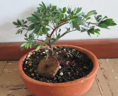 Bonsai personalizado sembrado en matera de barro para regalos corporativos